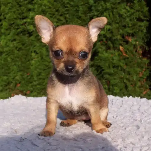 Chihuahua puppy 