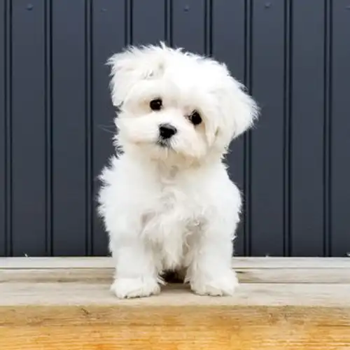 Maltese puppy 