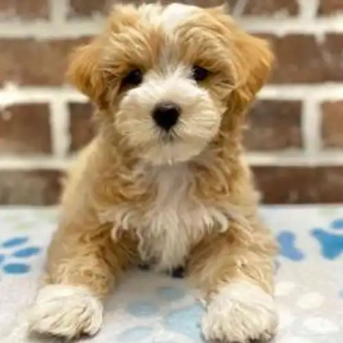 Maltipoo puppy