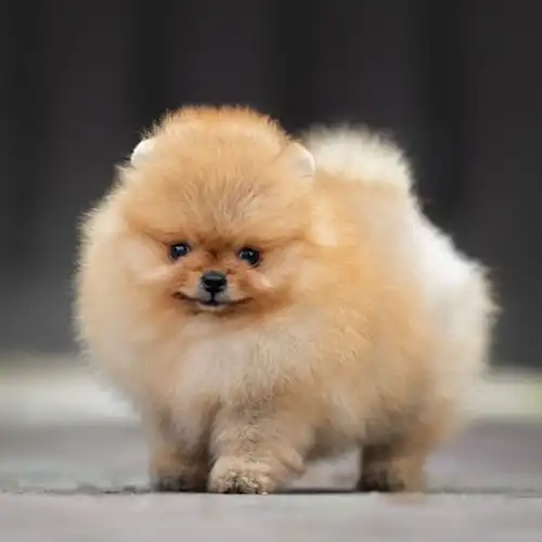 Toypom puppy 