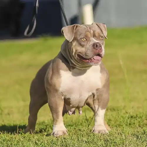 American bully  