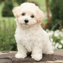 Bichon Friese