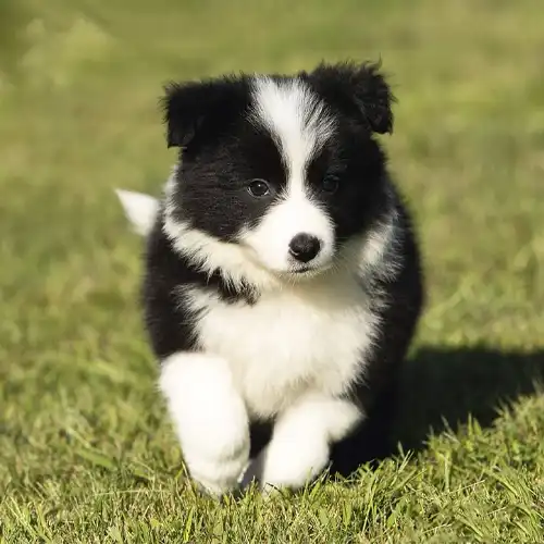 Beagle puppy