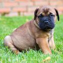 Bull mastiff 