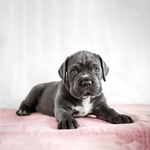 Beagle puppy