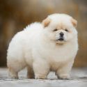 Chow chow 