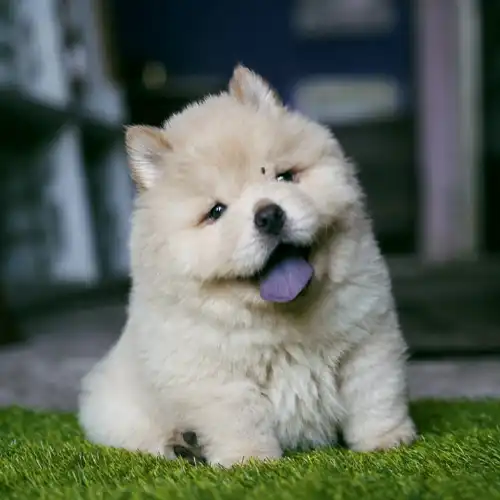 Chow chow 