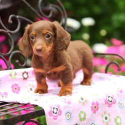 Dachshund puppy