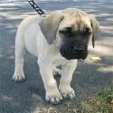 English mastiff