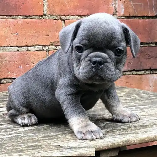 Maltipoo puppy