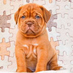 French mastiff 