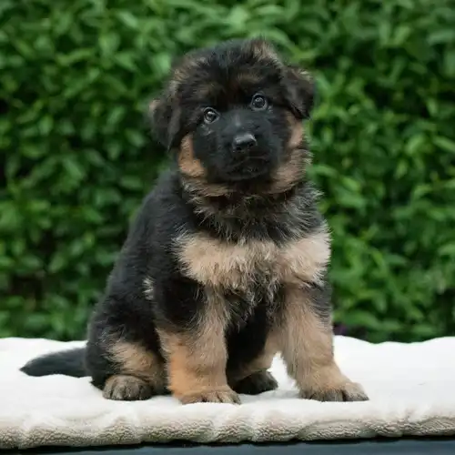 German shepherd 