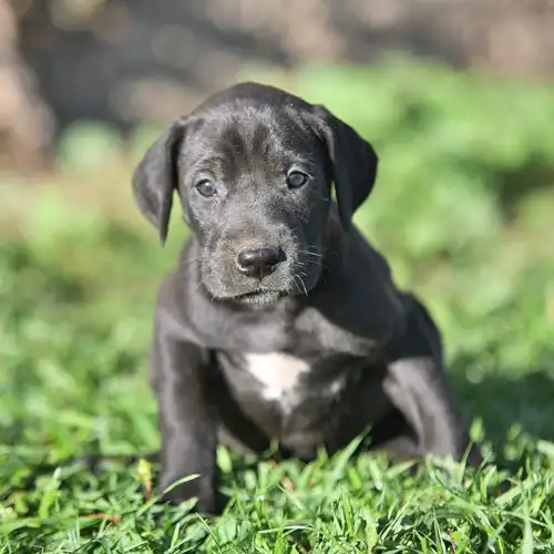 Beagle puppy