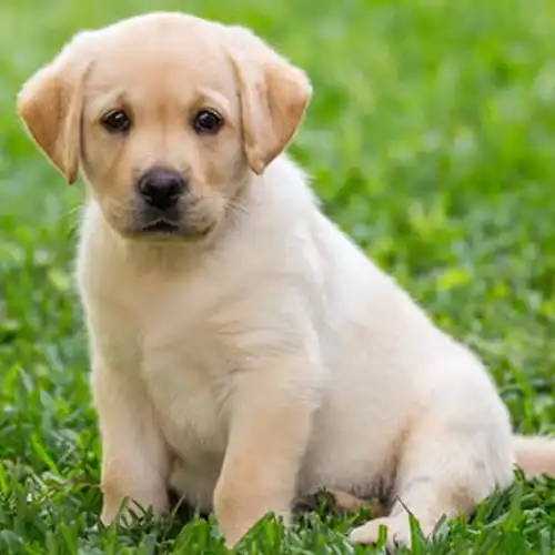 Labrador Puppy