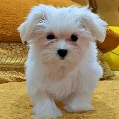 Maltese puppy 