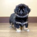 Pekingese puppy