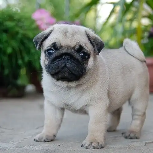 Pug puppy