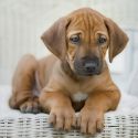 Rhodesian puppy