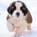 Saint bernard