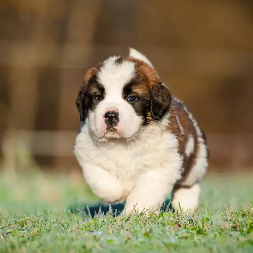 Maltese puppy 