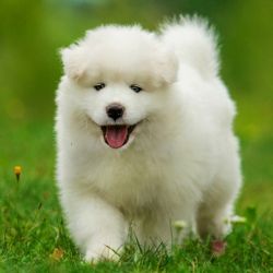 Samoyed puppy