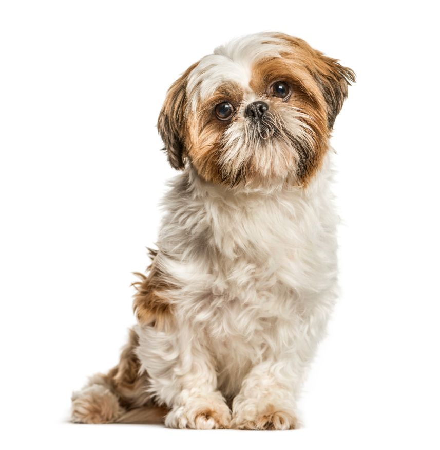 Shih tzu