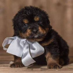 Tibetan mastiff