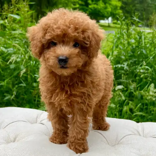 Toy Poodle