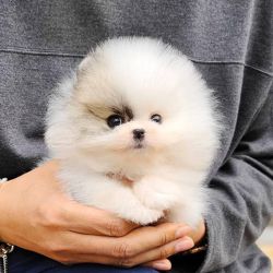 Toypom puppy 