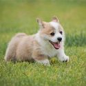 Welsh corgi